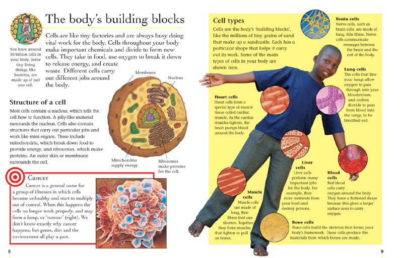 My Healthy Body Cells and Reproduction